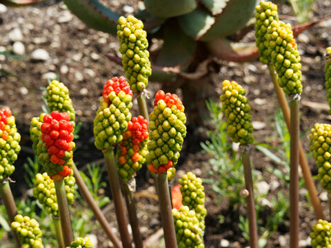 (Arum italicum) Italienische Aronstab. Fruchtst&auml;nde, die im Herbst leuchtend rote Beeren tragen