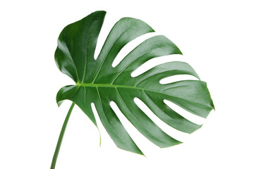 Naklejka na ściany i meble Green tropical monstera leaf isolated on white background