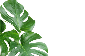 Green tropical monstera leafs isolated on white background © 5second