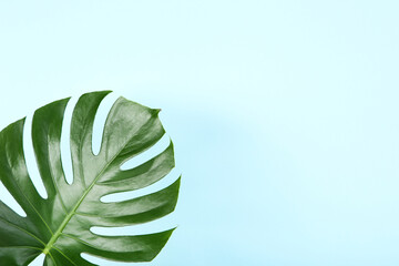 Fototapeta na wymiar Green tropical monstera leaf on blue background