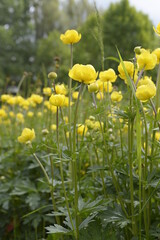 Obraz premium Closeup Trollius europaeus known as globeflower with blurred background in spring garden