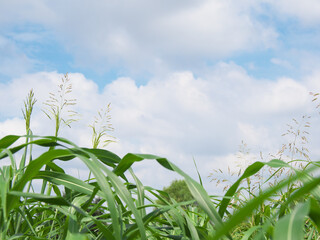 Obraz premium 草原と青空に浮かぶ雲