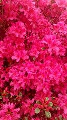 Azalea Daydreamer