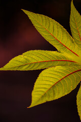 leaf on a dark background