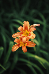 Bright orange lily flowers on a background of blurry green leaves. 
Contrast concept. Beautiful phone wallpaper. Flower care.