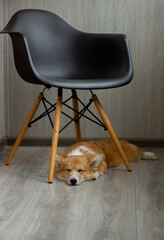 Sleepy corgi puppy with closed eyes under a plastic black chair with wooden legs