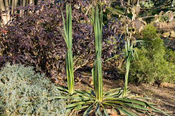 Yucca filamentosa. Yucca filamentosa leaves are collected in a bunch and tied for protection from snow. Landscaped garden. In background are boxwood bushes, Mahonia aquifolium or Oregon and junipers.