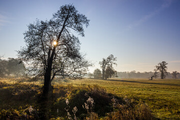 Fototapeta na wymiar lonely oak tree in the field at sunset
