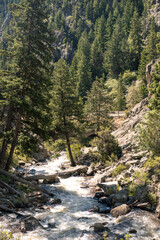 Fototapeta na wymiar river in the Colorado woods