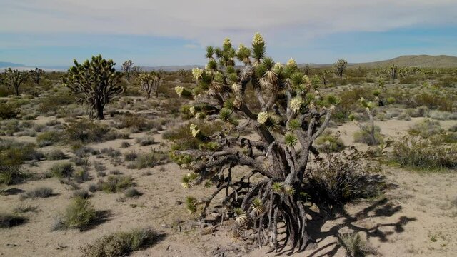 Cinematic aerial orbit shot of blooming Joshua Tree in Mojave National Preserve, California