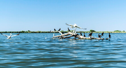 Fototapeta na wymiar The Danube Delta, the second largest river delta in Europe. Romania.