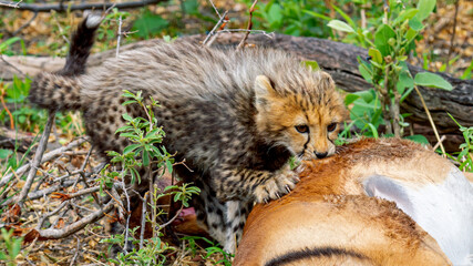 Gepard
