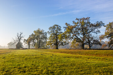 Obraz premium lonely oak tree in the field at sunset