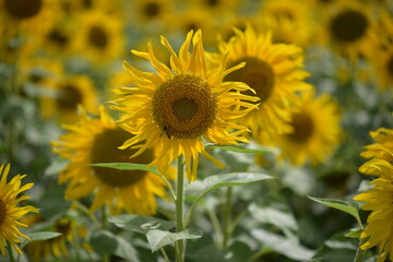 Fototapeta premium Sunflower in the field
