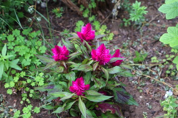 lila Blüte, Blüte, Staude