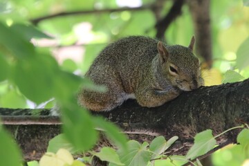 squirrel on a tree trying to take rest