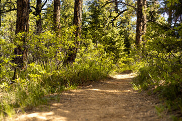 Fototapeta premium path in the forest