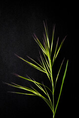 herbe fine japon fond noir art
