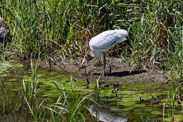 A juvenile Wood Stork rests and hunts in the Dunbar Slough.