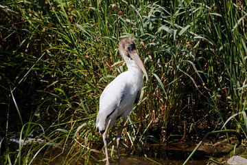A juvenile Wood Stork rests and hunts in the Dunbar Slough.