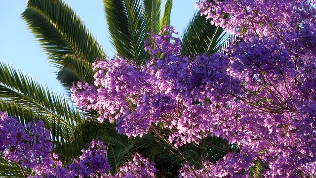 Cinematic shot of Jacaranda tree in full bloom in Southern California
