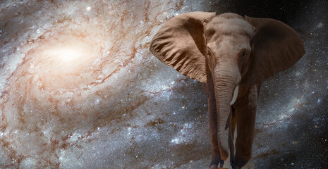 Elephant traveling on the ground at night with night sky milky way galaxy and star on the dark background "Elements of this image furnished by NASA"