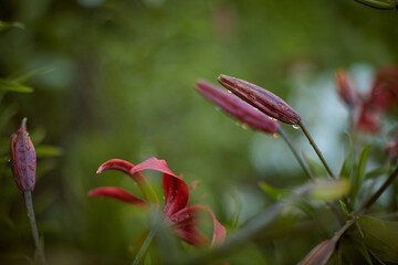 red flower Lily