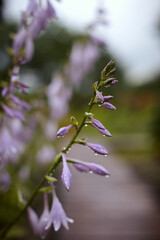 a branch of flowers with dew drops