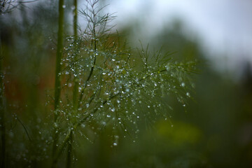 morning dew on a grass