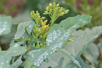 Cabbage Whitefly adults and larvae on the underside of the leaf. It is a species of many crops.