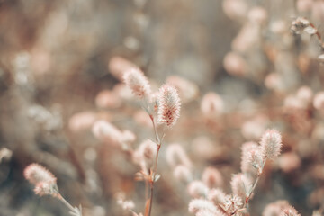 Closeup of fresh and soft little wildflowers, abstract floral background, soft focus, beautiful fresh meadow, vintage background little flowers, soft light background