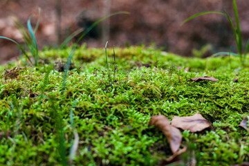 Moss on the forest floor in the macro shot Walk in the park fresh green moisture new life cycle of nature biotope spring growth wood natural health vegetation basis of life untouched nature