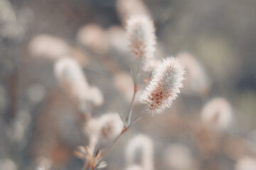 Closeup of fresh little wildflowers, abstract floral background, soft focus, beautiful fresh meadow, little flowers background, soft light scenic view