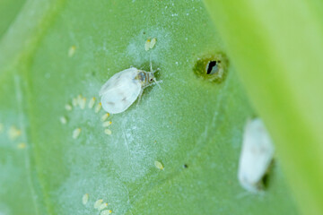 Cabbage Whitefly adults and larvae on the underside of the leaf. It is a species of many crops.