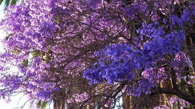 Cinematic shot of Jacaranda tree in full bloom in Southern California