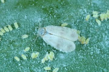 Cabbage Whitefly adults and larvae on the underside of the leaf. It is a species of many crops.