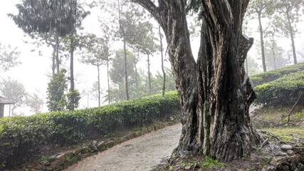 tree in the park