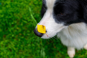 Outdoor portrait of cute funny puppy dog border collie with yellow fall leaf on nose sitting in autumn park. Dog sniffing autumn leaves on walk. Close Up, selective focus. Funny pet concept