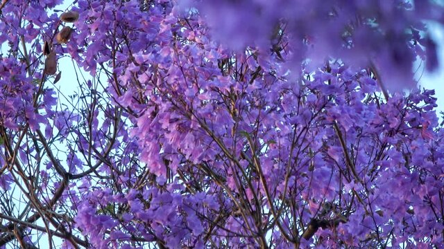 Cinematic shot of Jacaranda tree in full bloom in Southern California