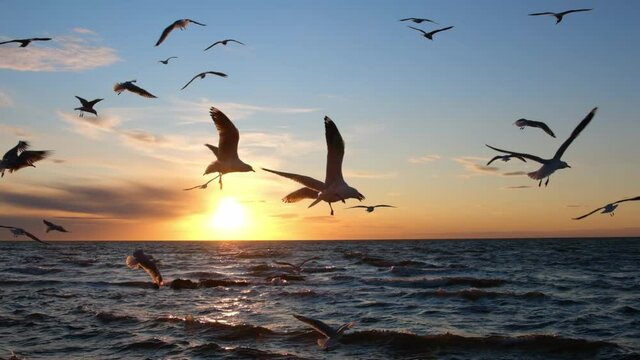 Beautiful slow motion flight of seagulls over ocean at sunset