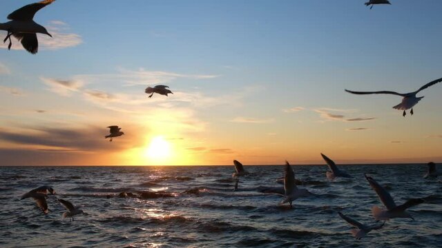 Many seagulls flying over ocean waves at sunset in slow motion
