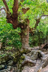 A very old plane tree in the Valley of Seven Sources. Rhodes, Greece.