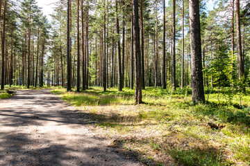 View of a sunny, light forest with a narrow forest path on a summer day