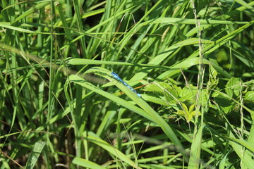Fototapeta na wymiar a blue dragonfly
