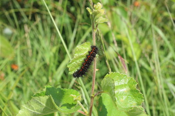 a black-red, hairy caterpillar