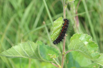 a black-red, hairy caterpillar