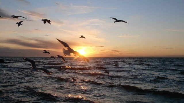 Slow motion shot of flying seaguls silhouettes over water at sunset