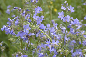 Closeup polemonium caeruleum known as Greek valerian with blurred background in summer garden