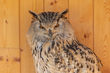 Great West Siberian Eagle Owl from front view. Both eyes are visible.