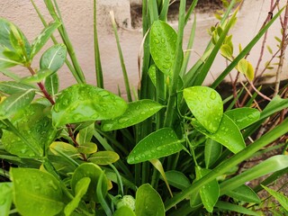 Green leaf with waterdrops